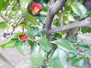 DSCN0172.jpg